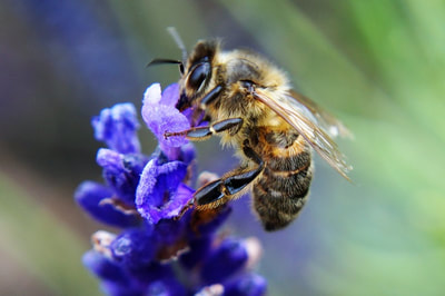 Honey bee feeding. Photo by John Davidson.
