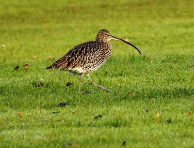 Curlew. Photo by John Davidson.